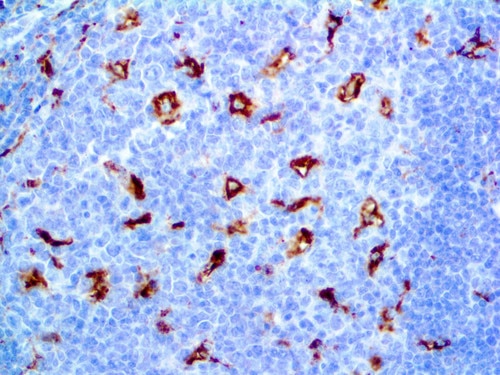 IHC of CD68 BSB-8 on an FFPE Tonsil Tissue